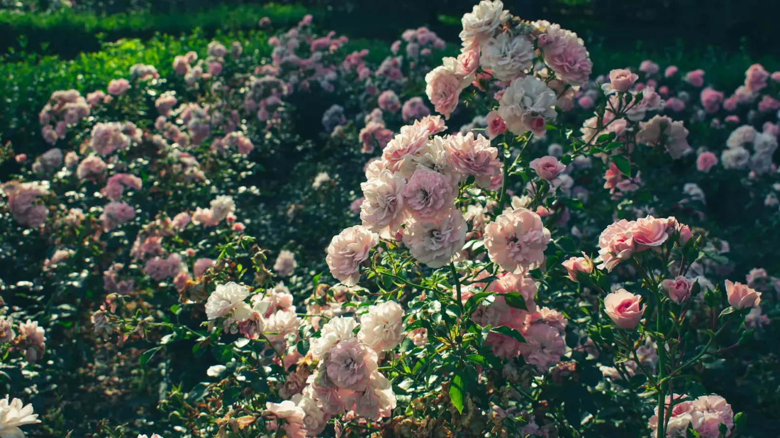 Floral background — Brynnlee Brunt