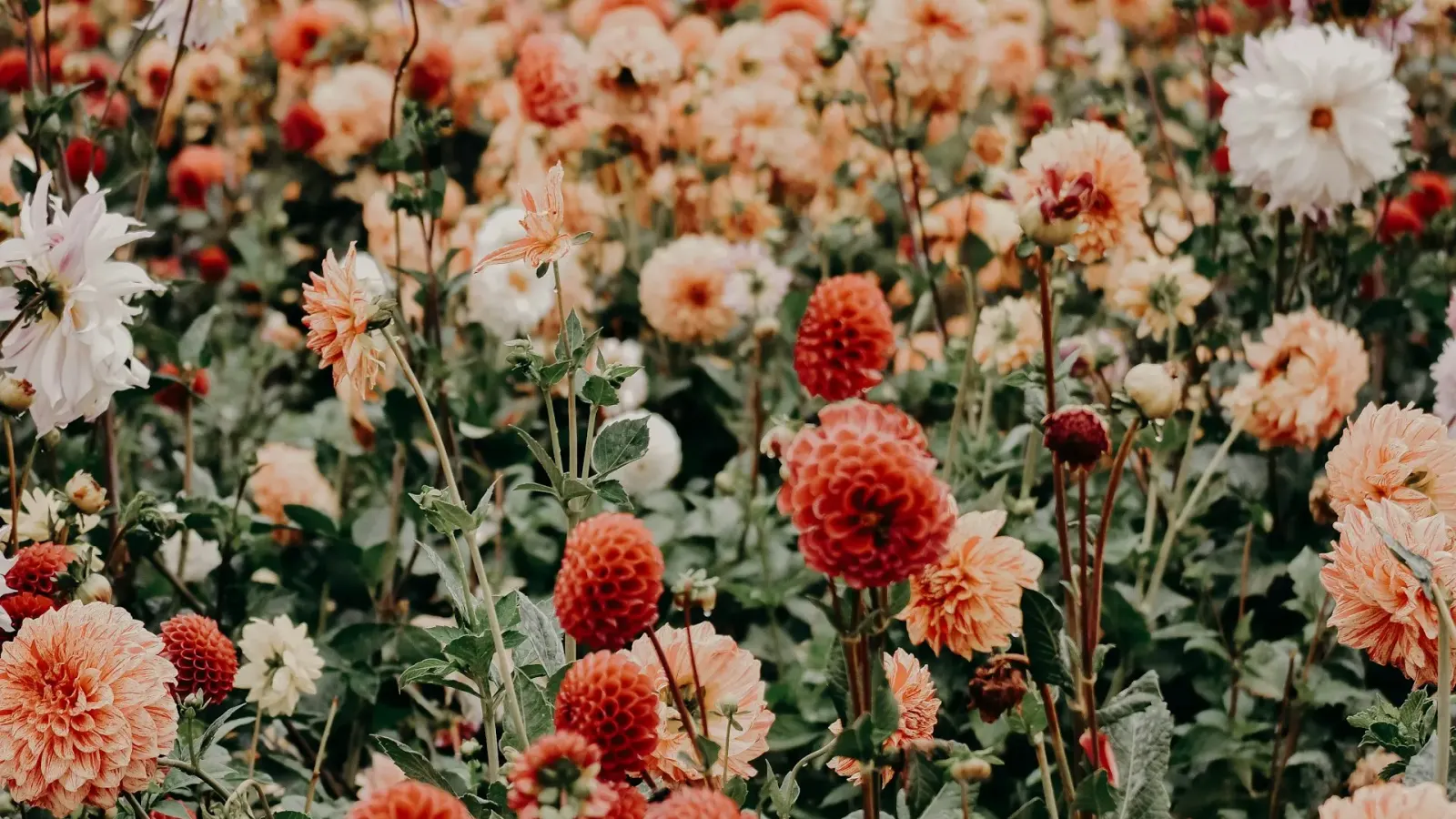 Floral background — Megan Judd