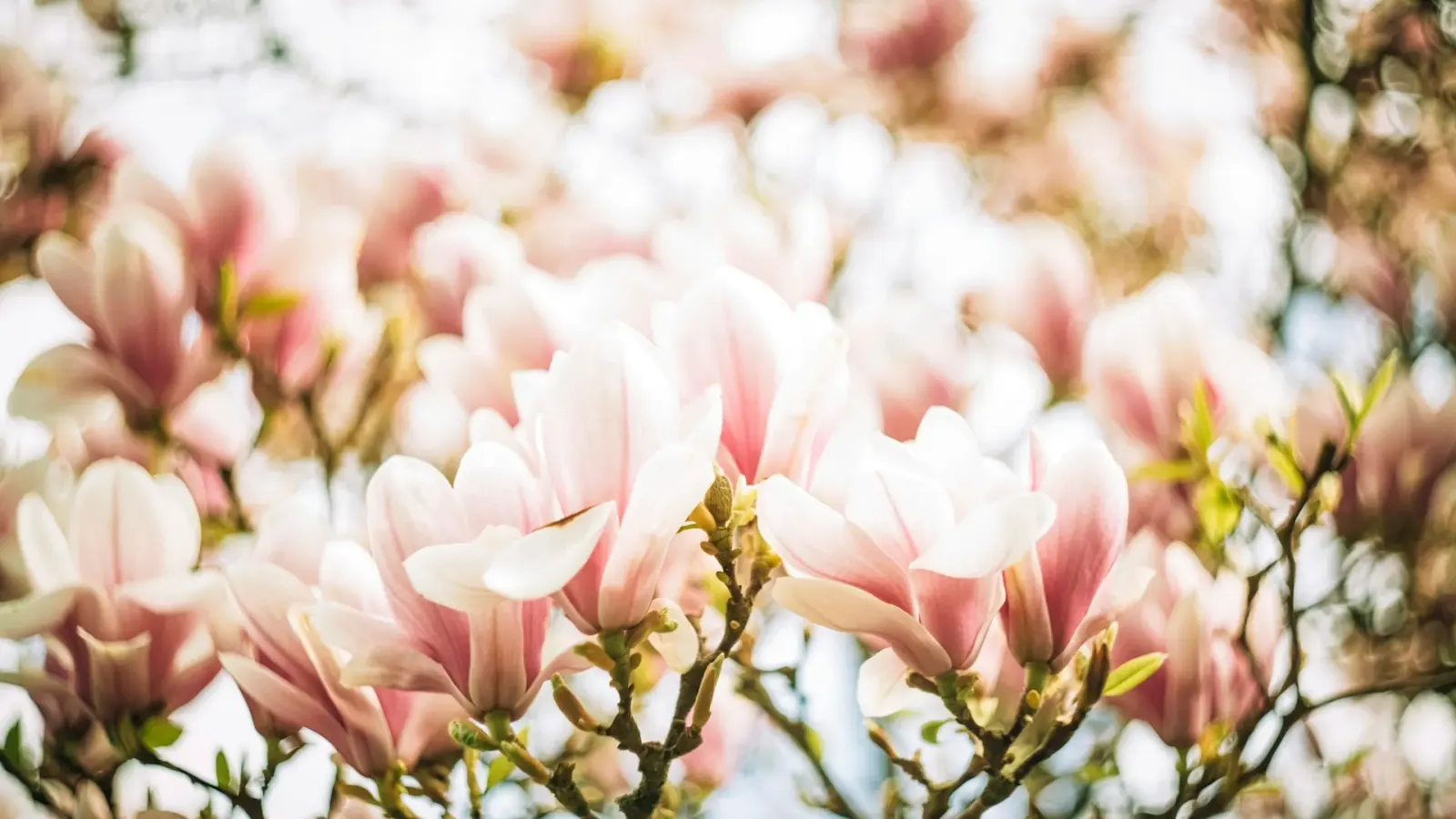 Floral background — Pam Basinger