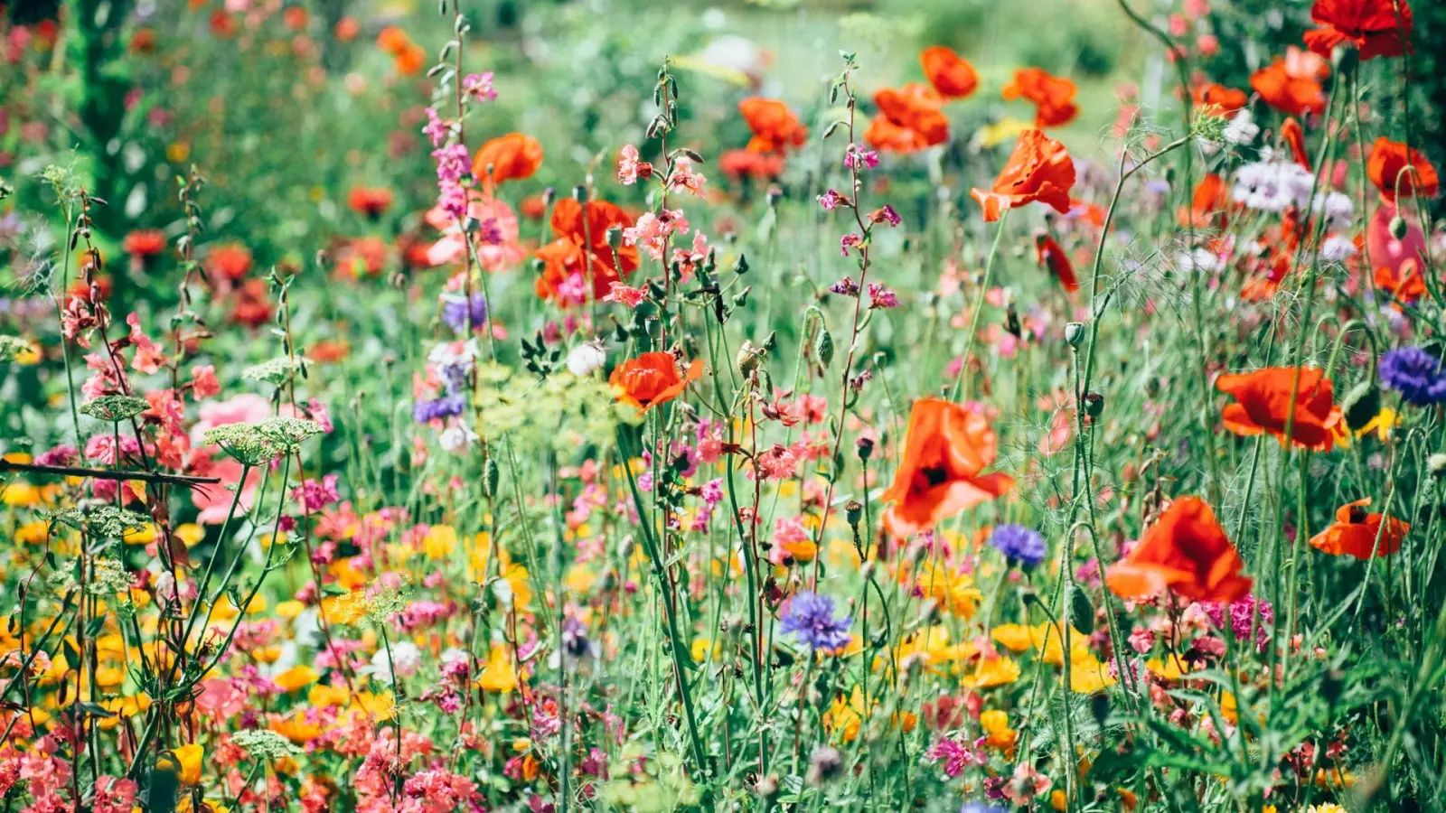 Tired Mom's Club — support group at Lotus Rose Counseling